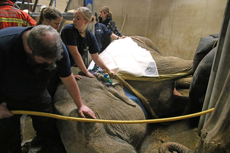Γερμανία Εντυπωσιακή επιχείρηση διάσωσης ελεφαντίνας στον ζωολογικό κήπο της Καρλσρούης - Φωτογραφία 2