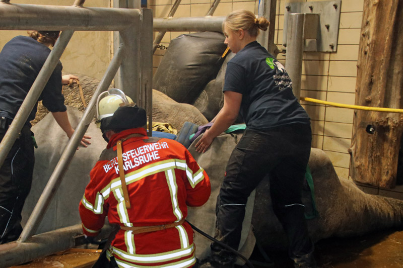 Γερμανία Εντυπωσιακή επιχείρηση διάσωσης ελεφαντίνας στον ζωολογικό κήπο της Καρλσρούης - Φωτογραφία 3