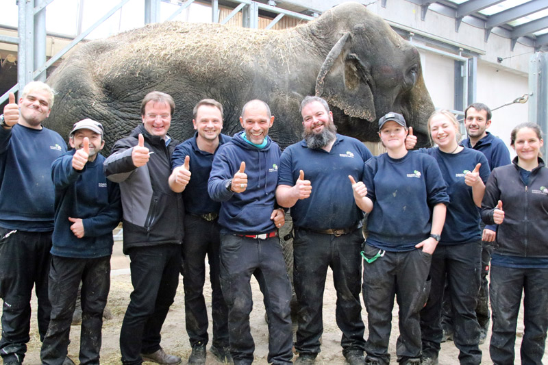 Γερμανία Εντυπωσιακή επιχείρηση διάσωσης ελεφαντίνας στον ζωολογικό κήπο της Καρλσρούης - Φωτογραφία 4