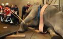 Γερμανία Εντυπωσιακή επιχείρηση διάσωσης ελεφαντίνας στον ζωολογικό κήπο της Καρλσρούης - Φωτογραφία 1