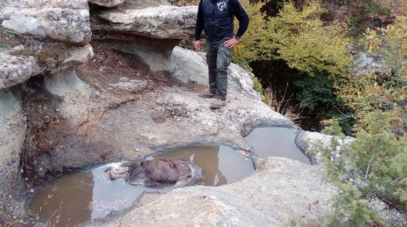 Νεκρή αρκούδα που γέννησε πρόσφατα στην Κόνιτσα - Φωτογραφία 1