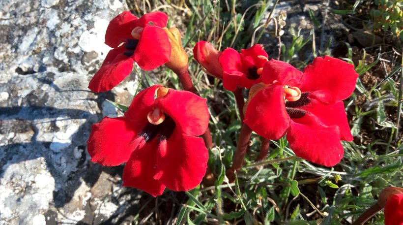 Το κόκκινο λουλουδένιο «χαλάκι» της Πρέσπας - Έρευνα καταγράφει νέα είδη χλωρίδας - Φωτογραφία 1
