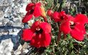 Το κόκκινο λουλουδένιο «χαλάκι» της Πρέσπας - Έρευνα καταγράφει νέα είδη χλωρίδας