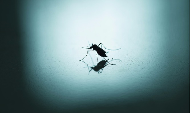 Γιατί υπάρχουν κουνούπια αυτή την εποχή – Δείτε τι συμβαίνει - Φωτογραφία 1