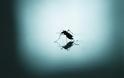 Γιατί υπάρχουν κουνούπια αυτή την εποχή – Δείτε τι συμβαίνει