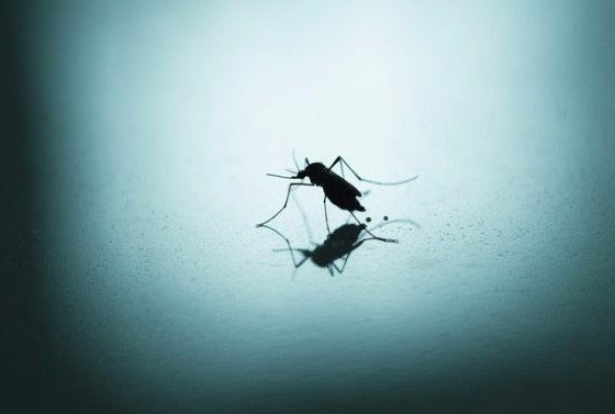 Γιατί υπάρχουν κουνούπια αυτή την εποχή – Δείτε τι συμβαίνει - Φωτογραφία 1