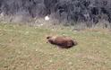 Αρκούδα εντοπίστηκε νεκρή στην παλιά εθνική Ιωαννίνων - Κοζάνης