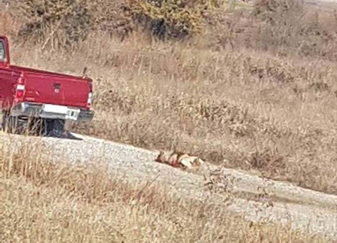 Συνελήφθη 75χρονος που έσερνε τον σκύλο του πίσω από το αγροτικο 0 - Φωτογραφία 3