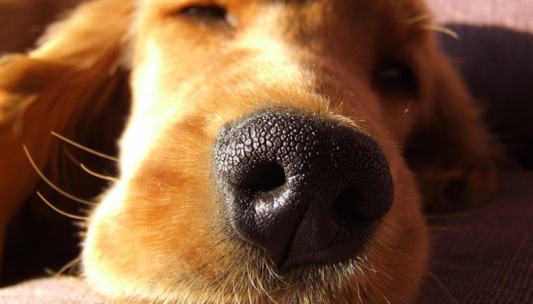 Μπορεί και ο σκύλος σου να υποφέρει από αϋπνίες; - Φωτογραφία 1