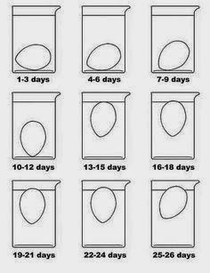 H πανεύκολη μέθοδος για να καταλάβεις αν τα αυγά είναι φρέσκα - Φωτογραφία 2