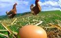 H πανεύκολη μέθοδος για να καταλάβεις αν τα αυγά είναι φρέσκα - Φωτογραφία 1