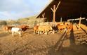 Η 25χρονη κτηνοτρόφος από τη Στράτο Αιτωλοακαρνανίας που από το μηδέν έφτιαξε την δική της Κτηνοτροφική μονάδα - Φωτογραφία 2