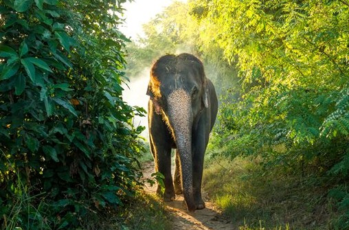 «Επιδρομή» πεινασμένου ελέφαντα σε χωριό της Κίνας - Φωτογραφία 1