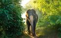 «Επιδρομή» πεινασμένου ελέφαντα σε χωριό της Κίνας