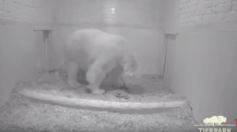 Βίντεο: Το μωρό πολική αρκούδα που γεννήθηκε στο Ζωολογικό του Βερολίνου - Φωτογραφία 1