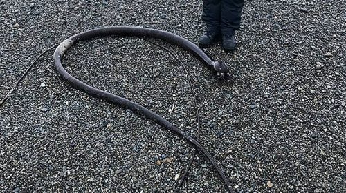 Ξεβράστηκε μυστηριώδες φίδι 20 μέτρων σε παραλία της Ρωσίας - Φωτογραφία 1