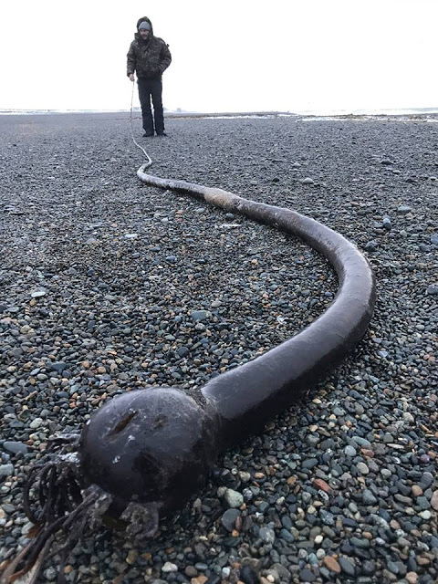 Ξεβράστηκε μυστηριώδες φίδι 20 μέτρων σε παραλία της Ρωσίας - Φωτογραφία 2