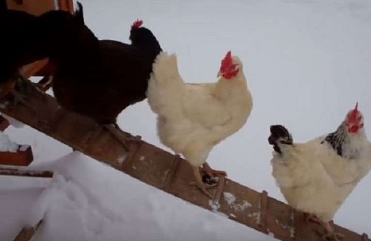 Κότες βλέπουν έντρομες χιόνι για πρώτη φορά στη ζωή τους [video] - Φωτογραφία 1