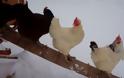 Κότες βλέπουν έντρομες χιόνι για πρώτη φορά στη ζωή τους [video]