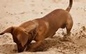 Γιατί ο σκύλος τρελαίνεται να σκάβει τρύπες;