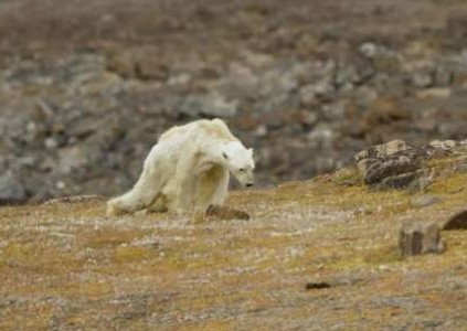 Οι συνέπειες της κλιματικής αλλαγής: Πολική αρκούδα αργοπεθαίνει - Σκληρό βίντεο - Φωτογραφία 1