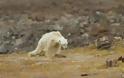 Οι συνέπειες της κλιματικής αλλαγής: Πολική αρκούδα αργοπεθαίνει - Σκληρό βίντεο