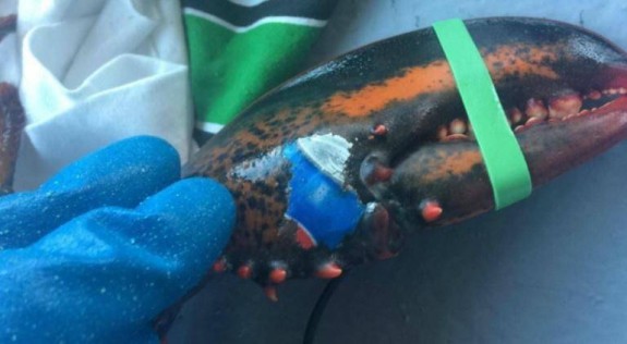 Βρέθηκε αστακός με “τατουάζ” το logo της Pepsi - Φωτογραφία 1