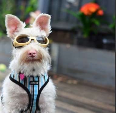 Σκύλος με αλφισμό αναγκάζεται να φοράει γυαλιά ηλίου. - Φωτογραφία 4