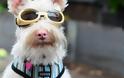 Σκύλος με αλφισμό αναγκάζεται να φοράει γυαλιά ηλίου.
