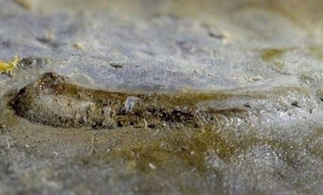 Ανακαλύφθηκε το αρχαιότερο μάτι στον κόσμο- Είναι 530 εκατ. ετών - Φωτογραφία 1