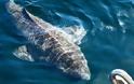 «Ψάρεψαν» καρχαρία 512 ετών - Το γηραιότερο εν ζωή πλάσμα στον κόσμο - Φωτογραφία 2