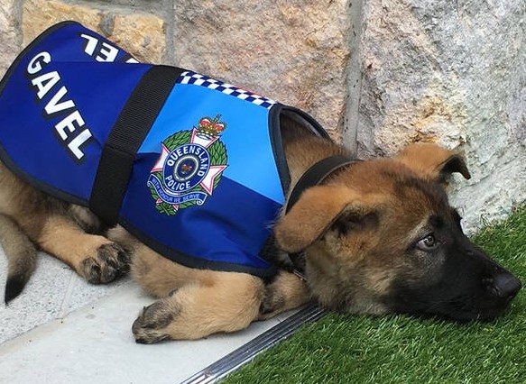 Ο αστυνομικός σκύλος που απολύθηκε γιατί ήταν πολύ χαδιάρης βρήκε τη δουλειά του ταιριάζει [photos] - Φωτογραφία 1