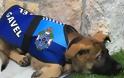 Ο αστυνομικός σκύλος που απολύθηκε γιατί ήταν πολύ χαδιάρης βρήκε τη δουλειά του ταιριάζει [photos]