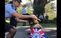 Ο αστυνομικός σκύλος που απολύθηκε γιατί ήταν πολύ χαδιάρης βρήκε τη δουλειά του ταιριάζει [photos] - Φωτογραφία 8