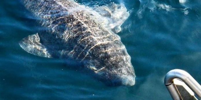 Αλίευσαν το γηραιότερο πλάσμα της Γης – Έναν καρχαρία 512 ετών - Φωτογραφία 1
