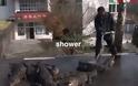 Κίνα: 13.000 κινεζικοί αλιγάτορες μεταφέρθηκαν σε ειδικούς χώρους εν όψει χειμέριας νάρκης - Φωτογραφία 2