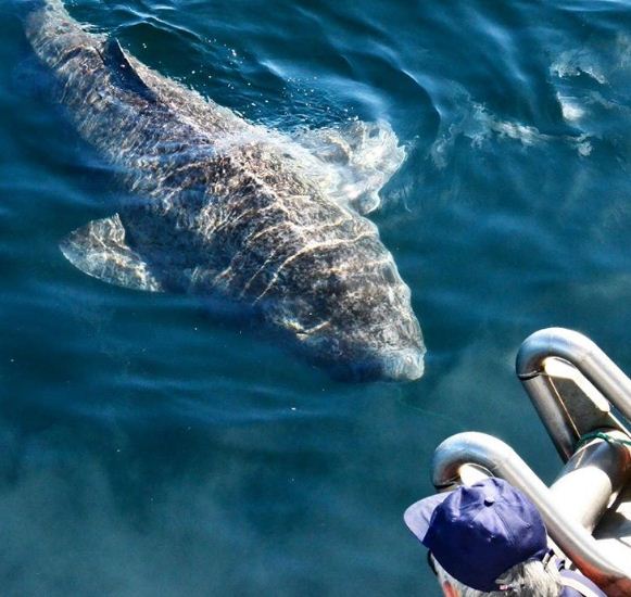 «Ψάρεψαν» καρχαρία 512 ετών - Το γηραιότερο εν ζωή πλάσμα στον κόσμο στον Βόρειο Ατλαντικό - Φωτογραφία 2