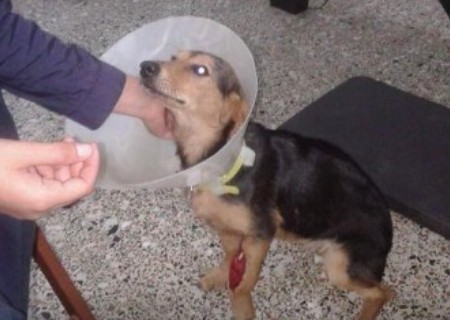 Πάτρα: Νέο περιστατικό κακοποίησης ζώου – Έδεσαν στο λαιμό σκυλίτσας σύρμα - [Σκληρές εικόνες] - Φωτογραφία 1
