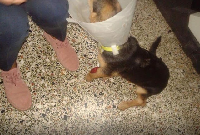 Πάτρα: Νέο περιστατικό κακοποίησης ζώου – Έδεσαν στο λαιμό σκυλίτσας σύρμα - [Σκληρές εικόνες] - Φωτογραφία 3