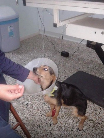 Πάτρα: Νέο περιστατικό κακοποίησης ζώου – Έδεσαν στο λαιμό σκυλίτσας σύρμα - [Σκληρές εικόνες] - Φωτογραφία 4