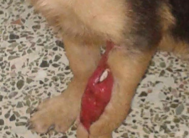 Πάτρα: Νέο περιστατικό κακοποίησης ζώου – Έδεσαν στο λαιμό σκυλίτσας σύρμα - [Σκληρές εικόνες] - Φωτογραφία 6