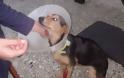Πάτρα: Νέο περιστατικό κακοποίησης ζώου – Έδεσαν στο λαιμό σκυλίτσας σύρμα - [Σκληρές εικόνες] - Φωτογραφία 1