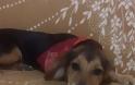 Πάτρα: Νέο περιστατικό κακοποίησης ζώου – Έδεσαν στο λαιμό σκυλίτσας σύρμα - [Σκληρές εικόνες] - Φωτογραφία 5