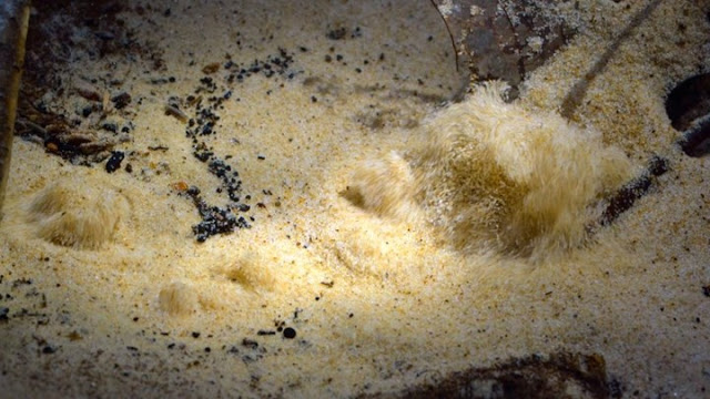 Άμμος που βράζει σαν νερό - ΒΙΝΤΕΟ - Φωτογραφία 1