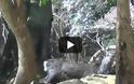 Αυτό το είδος μαϊμούς έχει βάλει στόχο να αποπλανήσει ένα ελάφι [video]