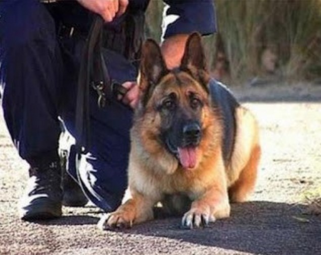 Πότε θα λάβουν τα οφειλόμενα τροφεία οι συνοδοί αστυνομικών σκύλων - Φωτογραφία 1