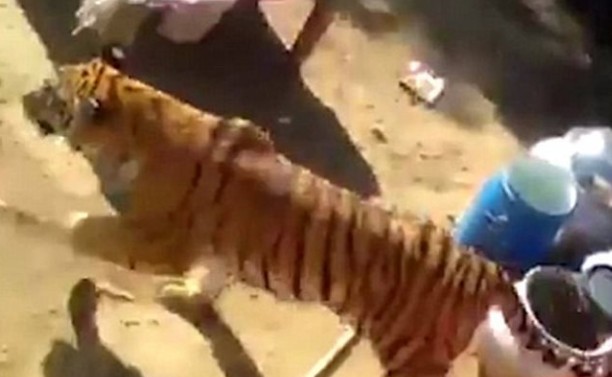 Τίγρης κάνει άνω κάτω γαμήλιο πάρτι στην Ινδία [video] - Φωτογραφία 1