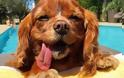 Πέθανε η πιο διάσημη σκυλίτσα των social media - Puppy mills: Το Άουσβιτς των ζώων