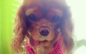 Πέθανε η πιο διάσημη σκυλίτσα των social media - Puppy mills: Το Άουσβιτς των ζώων - Φωτογραφία 2