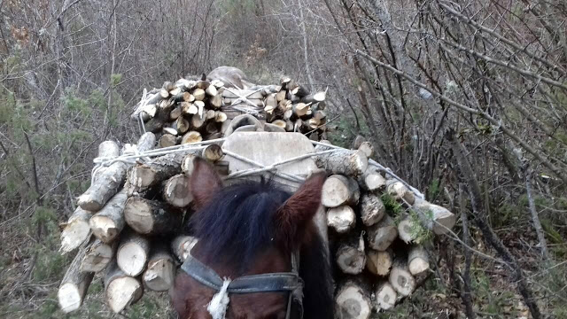 Μπαίνουν παράνομα και ρημάζουν τα δάση - Δύο συλλήψεις στην Καστοριά - Φωτογραφία 2